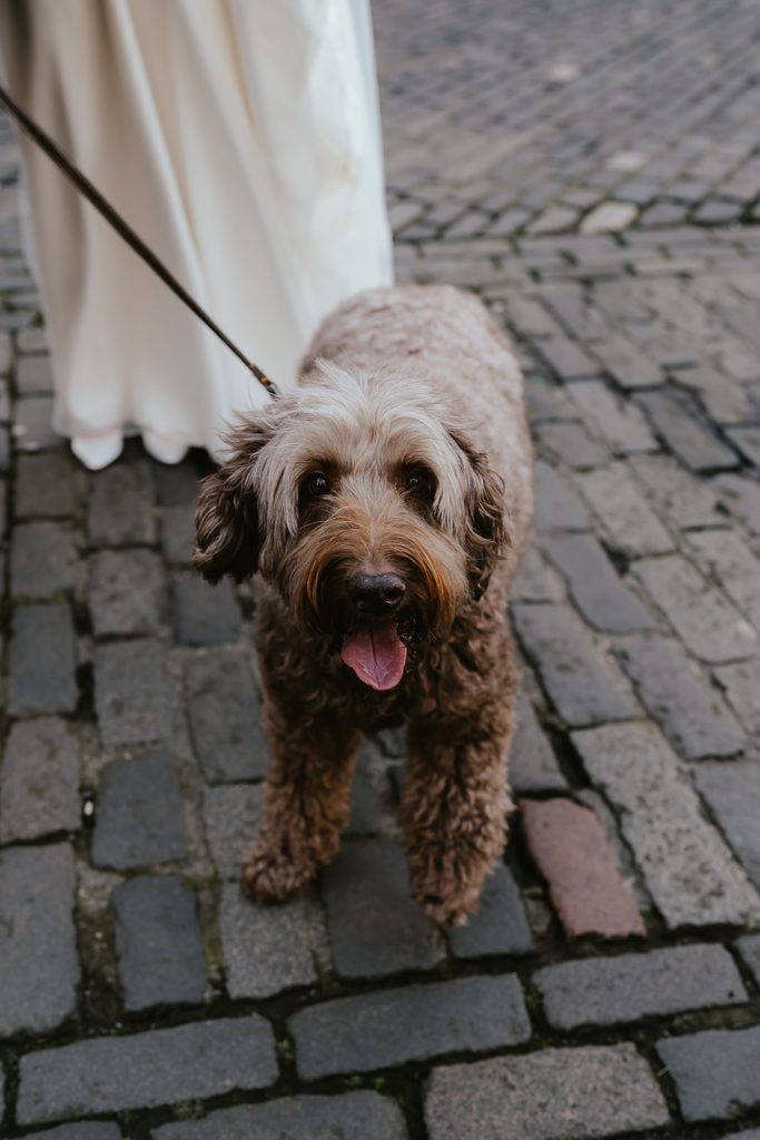 brown fluffy dog